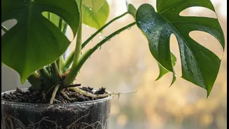 Rainwater Is Useful Until Roots Are Left Sitting In It