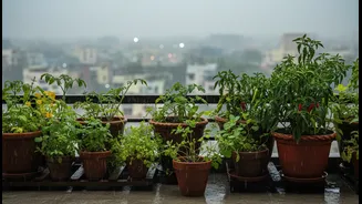 What Urban Renters and Home Gardeners Gain from Monsoon Balcony Micro-Gardens, and what Still Needs Checking