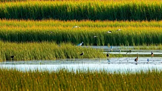 5 Iconic Wetlands of India: Wildlife Wonders!