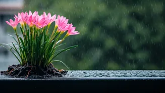 Rain Lilies Are The Ultimate Balcony Surprise