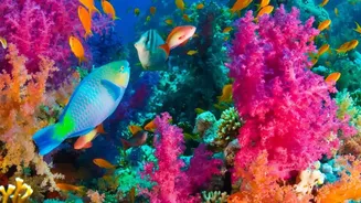How Scientists Discover Heat Resistant Corals Capable Of Surviving Rapid Global Sea Warming