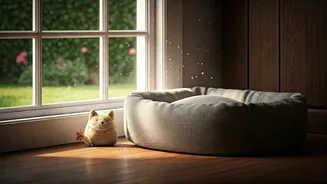Cats Need Calm Spaces When Walks Drop