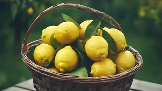 Where To Place A Lemon Plant For Good Sunlight: Key Facts And Context