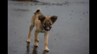 Cattle, stray dogs and crows look for shelter early today: why animals sense rain before phones do