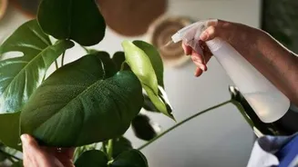 Protect your indoor plants with these natural sprays