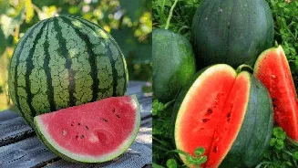 Plain or striped watermelon? Here is how to pick sweetest one