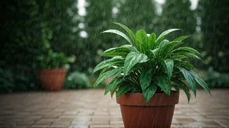 Rain For Plants Looks Better In Theory