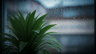 Continuous Rain? Here's How To Protect Indoor Plants