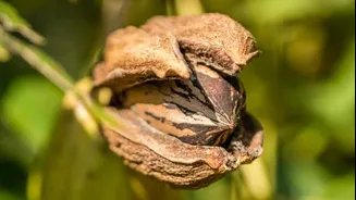 Oyster nut: An underrated superfood worth trying