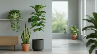 One Checklist For Houseplant Shopping Can Cover Window Direction And Available Space
