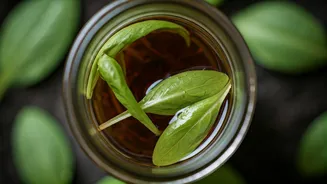 Unlock Explosive Leaf Growth Feeding Home Brewed Compost Steeps Weekly