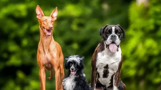 Why Humid Post-Monsoon Weather Causes Fungal Outbreaks In Urban Dog Breeds