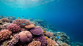 How To Handle Travel Logistics For A Scuba Diving Expedition In Lakshadweep This November