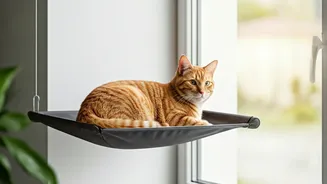 Maximize Vertical Cat Territory Using Secure Window Mounted Hammocks