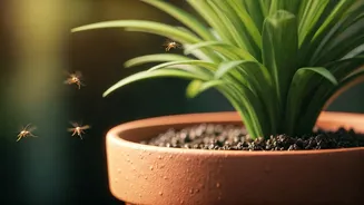 Fungus Gnats Love Damp Monsoon Pots