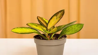 The Houseplant Light Routine Can Prevent A Houseplant Growing In Only One Direction