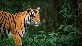 Bandipur And Nagarahole Back In Action