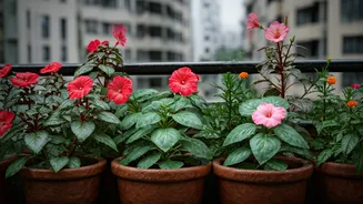 These Monsoon Garden Favourites Thrive In Balcony Pots