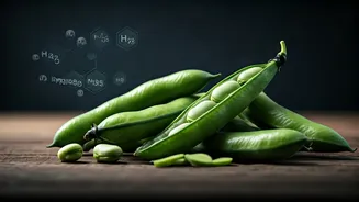 Fava Beans: A Nutritional Powerhouse Packed with Health Benefits