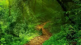Rainforest Holidays Are All About Slowing Down