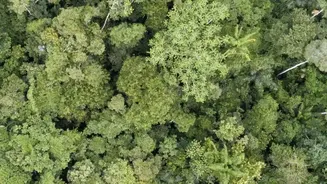 Kerala Nature Check: How Scientists Assess Changing Forest Density And Canopy Health