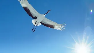 How birds navigate during migration