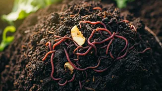 Composting Gives Kitchen Waste A Proper Purpose