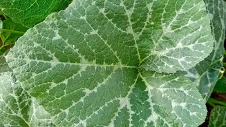 Why August's Heat-Humidity Balcony Test Strengthens The Case For Heat-Tolerant Varieties