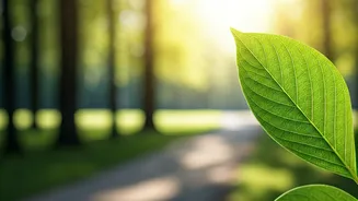 10-Minute Post-Meal Walks: Your Simple Secret to Stable Blood Sugar