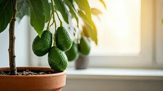 Cultivate Your Own Avocados: A Comprehensive Guide to Indoor Growing Success