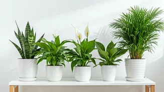 Delhi's Air: 5 Houseplants to Cleanse Your Space