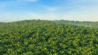 Remote Workers Choose Coorg Coffee Plantation Stays Equipped With High-Speed Fiber Internet