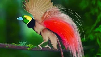 Habitat Loss Is Driving Broad Declines Among Migratory Bird Species