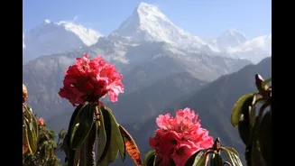 This Ancient Himalayan Flower Turns Into A Refreshing Drink: Here's How To Make Burans Sharbat