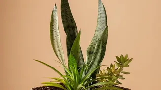 Decor Expert Tips: Using Woven Baskets To Display Indoor Houseplants With Style
