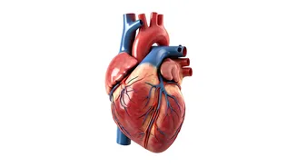 Avoid These Things For Heart Health After 30