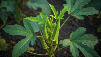 Okra Gives Gardeners Speed Before The Rains