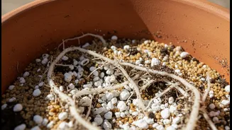 How To Prevent Balcony Plant Root Rot By Adding Perlite And Sand Before Heavy July Downpours