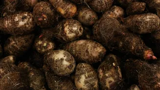 Taro recipes that turn a simple root into gourmet meals