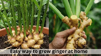 Beginners guide on how to grow ginger at home step by step