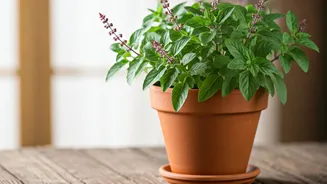 Reviving Your Winter-Weary Tulsi: Simple Care Guide