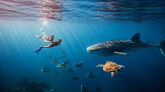 Couples Swim With Exotic Marine Life Across Azure Maldives