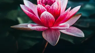 Lotus Farming Requires Market Planning, Not Just a Waterlogged Field