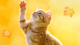 International Cat Day Puts Screens, Identification and Daily Care Together