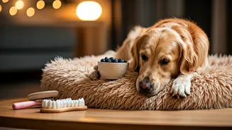 Grooming Routines Are Part Of Modern Pet Parenting