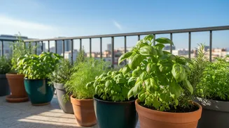 Why Apartment Herb Gardens Are Becoming A Popular Urban Habit In Chennai