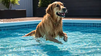 Furry Friends Cool Down In Luxury Boarding Splash Yards
