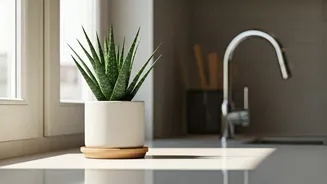 Aloe On Kitchen Counters Is Decor With Benefits