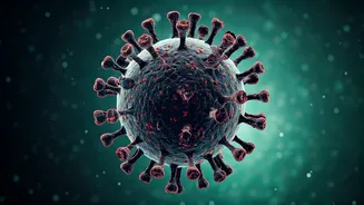 Hantavirus Alert: Understanding the Rare Outbreak, Symptoms, and Crucial Prevention