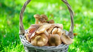 Food Explorers Are Looking Beyond Markets To Discover India's Seasonal Mushrooms